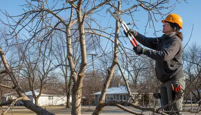 Arborist pruning fruit tree in Aurora, IL backyard orchard to boost health and yield | Chop Chop Tree