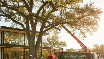 Professional crew performing tree removal in Aurora, IL for damaged oak near residential property