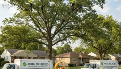 Professional tree removal service in Aurora IL by certified arborists at Tree Services Aurora