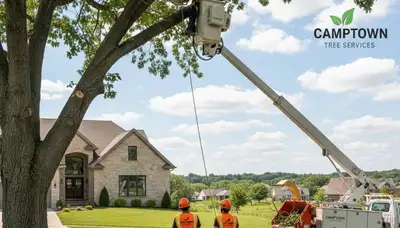 Professional tree removal service in Aurora IL by certified arborists
