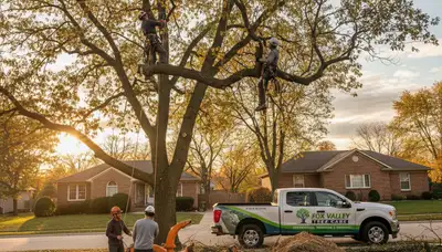 Professional tree removal service in Aurora, IL by certified arborists at Tree Services Aurora