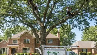 Professional tree removal service in Aurora, IL by certified arborists at Tree Services Aurora