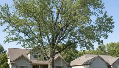 Professional tree removal service in Aurora, IL by certified arborists