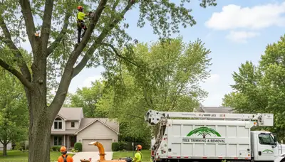 Professional tree removal service in Aurora IL by certified arborists