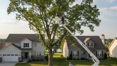 Professional tree removal service in Aurora IL by local certified arborists