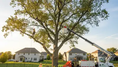 Professional tree removal service in Aurora, IL by certified local arborists
