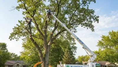 Professional tree removal service in Aurora IL by certified arborists