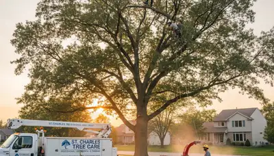 Professional tree removal service in Aurora, IL by certified arborists