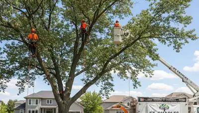 Professional tree removal service in Aurora, IL by certified arborists