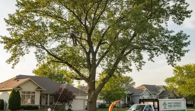 Professional tree removal service in Aurora, IL by local certified arborists