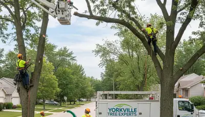 Professional tree removal service team working safely in Aurora, IL